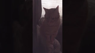 Cat singing Twinkle Twinkle