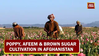 Poppy, Afeem & Brown Sugar Cultivation In Afghanistan | Ground Report | Reporter Diary