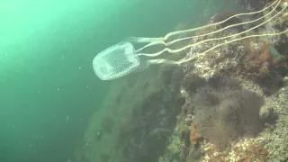 BOX JELLYFISH ( Cubozoa) Sail Rock 29 November 2014 Underwater video