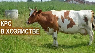 Молочный КРС в хозяйстве фермера Татьяны Жуковой