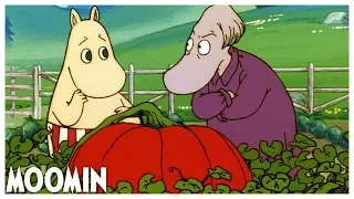 The Giant Pumpkin I EP 49 I Moomin 90s #moomin #fullepisode