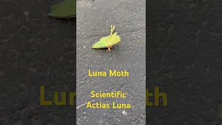 Luna Moth #amazing #shortsfeed