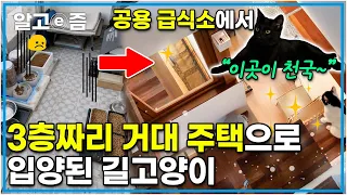 3층 집 전체가 고양이를 위한 공간? 공용 급식소 생활 청산하고 3층짜리 주택에 입양된 길고양이의 새로운 새집 적응기┃고양이를 부탁해┃알고e즘