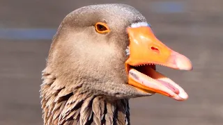 Greylag goose honk / call sounds, courtship