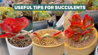 7 Useful Tips For Your Succulents | 7 Mẹo chăm sóc sen đá|  多肉植物| 다육이들 | Suculentas