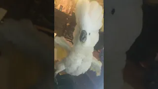 Crazy Cockatoo