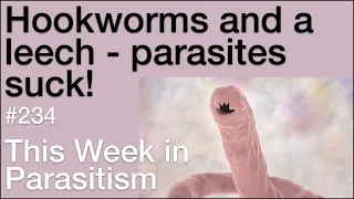 TWiP 234: Hookworms and a leech - parasites suck!