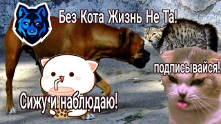 Без Кота Жизнь Не Та! Иди Сюда Ублюдок Вонючий!!!