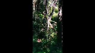 Bigfoot tree structure, tongue-popping sounds, and distant gibberish