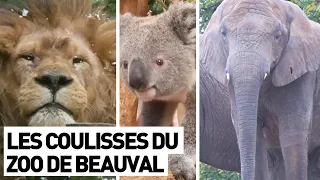 LES COULISSES DU ZOO DE BEAUVAL