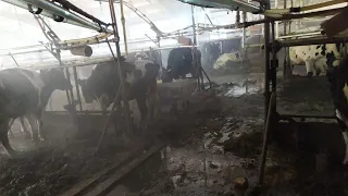 Коровий концлагерь на окраине секретного города