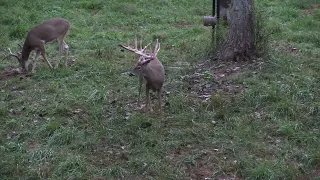 Monster Typical Whitetail Buck with Crossbow