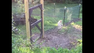 Cat meets electric fence