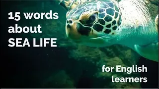 15 Words About - Sea Life + Free Downloadable Exercise Worksheet (for ESL Teachers & Learners)