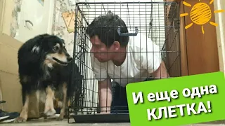 ГОЛУБИ, КОТОРЫХ ВЫБРОСИЛИ. Часть 5. ТРЕТЬЯ КЛЕТКА, ПЕРЕСЕЛЕНИЕ И БЛАГОДАРНОСТИ