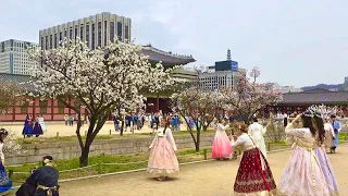 경복궁에도 따뜻한 봄이 찾아왔어요 🌸 외국인들도 엄청 좋아하는 꽃길 같이 걸어 보실래요? 4k