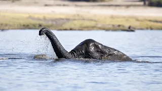 When Experts Studied DNA From Loch Ness, They Made a Mind-Boggling Discovery About the Monster