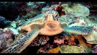 Underwater 4K Ultra HD footage of a Green Turtle at Sipadan - shot on Red Epic