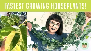 TOP 10 FASTEST GROWING HOUSEPLANTS! 🪴Plants That Get Big Quickly