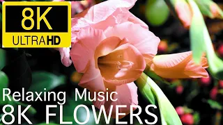 8K ULTRA HD / 8K TV – The Most Beautiful Flowers Collection | Flower Blooming Time Lapse