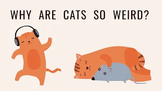 Why do cats act so weird? - About the habits of cats | The history of cats | Cats' hobbies