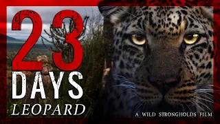 Leopard - 23 Days - A Wild Strongholds Film - 4K