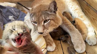 LYNX UMKA MEETS HANNA'S KITTEN / Lynx got into someone else's nest with kittens