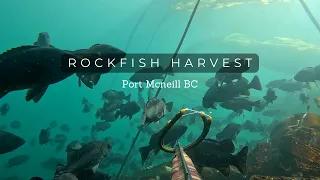 Spearfishing Port Mcneill