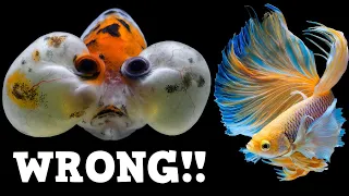 You're Wrong About These Fish! 10 Fish That Are Popular For The Wrong Reasons!