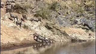live killing zebra by crocodile in masai mara🐊