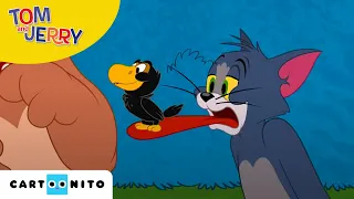 Tom și Jerry | Pozne păsărești | Cartoonito