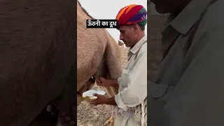 Camel milk prosesing 🐪