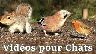 Vidéos Pour Les Chats ~ Petits Oiseaux Partout