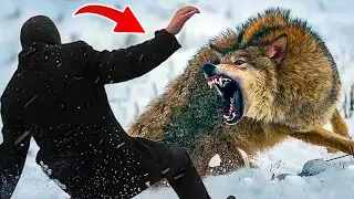 Unleashing the Hunters: 12 Deadly and Dangerous Hunting Moments by Wolves