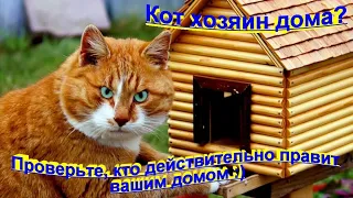 Кот хозяин дома? Проверьте, кто действительно правит вашим домом The cat is the owner of the house?