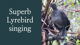 Superb Lyrebird singing in the rain 4K - Australian Birds