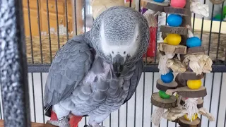 Working To Stop My African Greys From Plucking Using CBD Oil