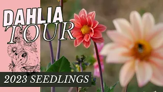 RESULTS: DAHLIAS FROM SEED TOUR // 2023 SEEDLINGS