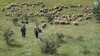 Dokumentarni film - Pastiri Stare planine