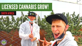 Licensed Cannabis Grow in South Africa