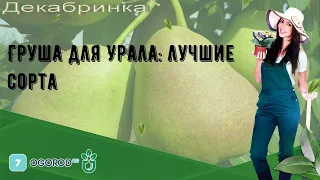 Груша для Урала: лучшие сорта