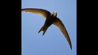 Swift nest box installation