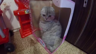 КОШКА ХЛОЯ В ЛЮБИМОЙ КОРОБКЕ 😻  Почему кошки любят коробки ?