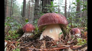 Грибы в Ленинградской области 2020. Где искать и собирать белые грибы и БОРОВИКИ?