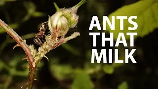 Ants are ranchers! | Ant & Aphid Symbiosis