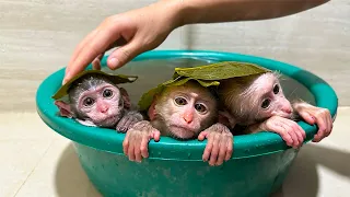 Let's review the adorable moments of baby monkey Susu and his family !
