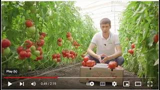 Manusa RZ F1 - розов домат с невероятен вкус, устойчив и високодобивен