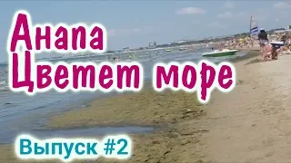 АНАПА снова УТОПАЕТ - УЖАС или реалии песчаного пляжа. Минусы и плюсы: Цветет море - тина камка! 0+