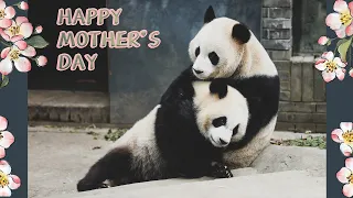 Panda Moms Are Walking Miracle | iPanda