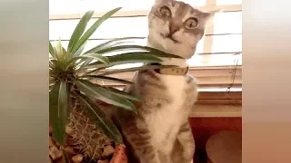 Watch and you will die laughing! Really the FUNNIEST ANIMALS!